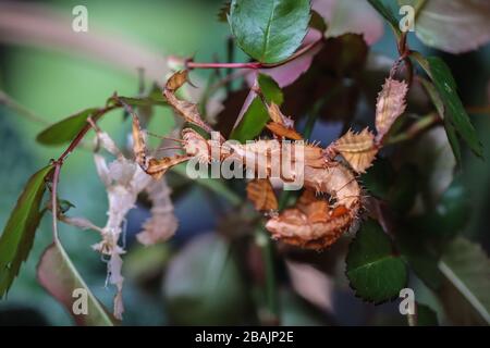 Femmina subadulte dell'insetto della foglia spinosa, Extatosma tiaratum Foto Stock
