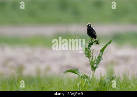 Maschio Bobolink blackbird nel campo verde erba Foto Stock