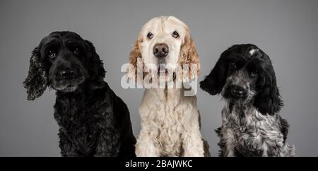 Cani, Regno Unito. Foto Stock