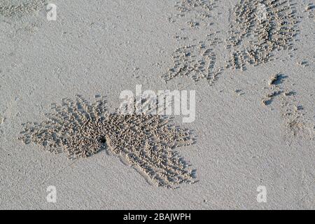 Fori di granchi sulla spiaggia di sabbia. Foto Stock