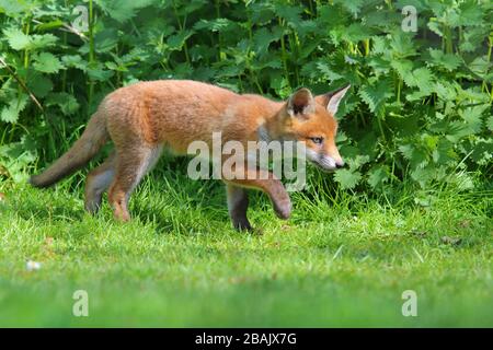 Un cucciolo o un kit Red Fox (Vulpes vulpes) in primavera nel sud dell'Inghilterra, Regno Unito Foto Stock