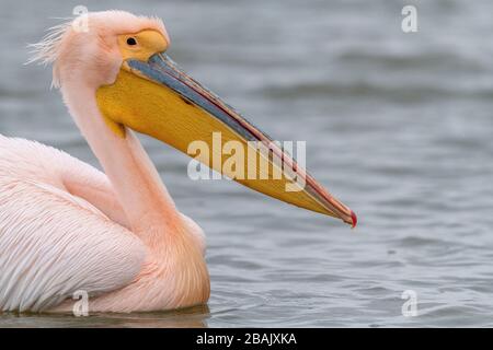 Maschio Grande pellicano bianco, Pelecanus onocrotalus, in piumaggio di razza rosa, Lago Kerkini, Grecia. Foto Stock