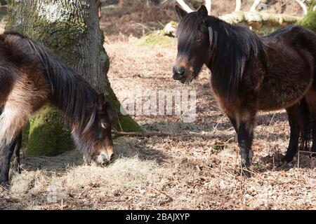 New Forest antico bosco Hampshire Foto Stock