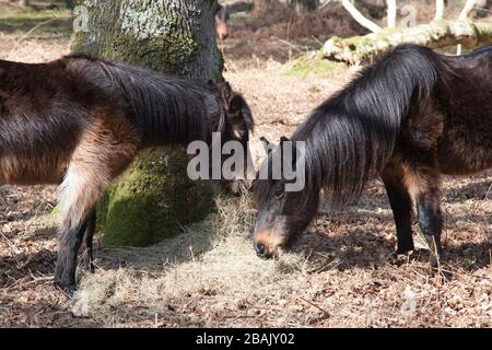 New Forest antico bosco Hampshire Foto Stock