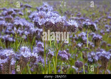 Fiori viola tansy che crescono a South Newton nel Wiltshire. Foto Stock