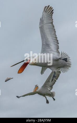 Pellicani dalmati, Pelecanus crispus, in piumaggio di allevamento, cattura di pesci gettati da pescatori, sul lago Kerkini, Grecia. Fine inverno. Foto Stock