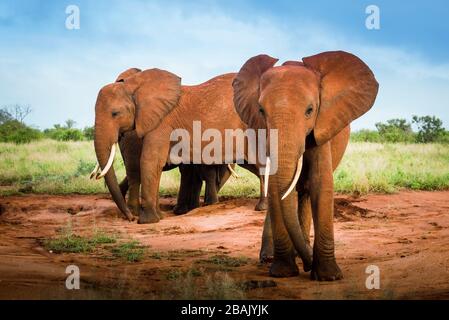 Elefanti rossi africani nella savana, viaggio Africa Kenya safari in Tanzania, famiglia elefante nella natura selvaggia in Uganda Tsavo Est, Amboseli, Masai