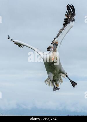 Pellicano dalmata, Pelecanus crispus, in piumaggio riproduttivo, in volo, sul Lago Kerkini, Grecia. Fine inverno. Foto Stock