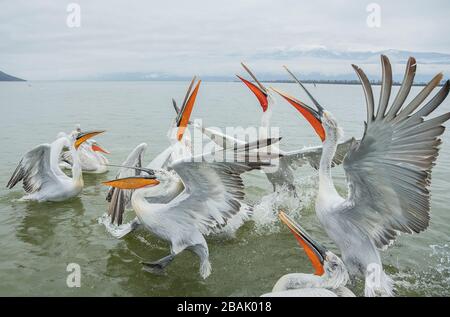 Gruppo di pellicani della Dalmazia, Pelecanus crispus, nel nutrire la frenesia, in lotta per il pesce, sul Kerkini, Grecia. Fine inverno. Foto Stock