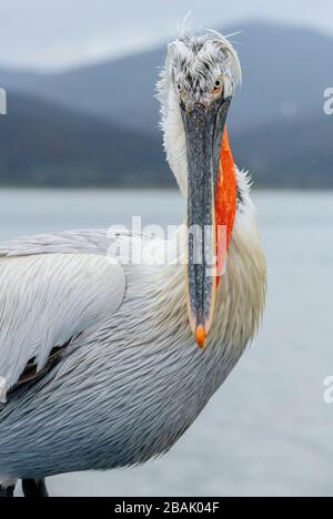 Pellicano dalmata, Pelecanus crispus, in piumaggio di allevamento, arroccato sulla roccia, Lago Kerkini, Grecia. Fine inverno. Foto Stock