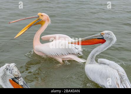 Maschio Grande pellicano bianco, Pelecanus onocrotalus, in piumaggio di riproduzione rosa, (con pellicani dalmati), sul lago Kerkini, Grecia. Foto Stock