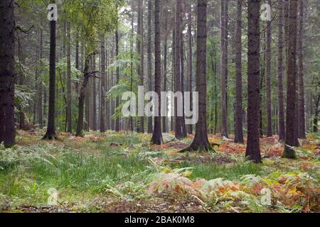 Alberi e bracken in Grosely Wood vicino Wilton nel Wiltshire. Foto Stock