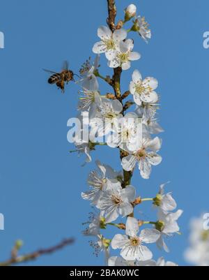 Miele-ape visitare fiori di susina selvatica all'inizio della primavera. Foto Stock