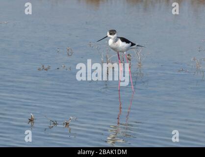 Alga nera, Himantopus himantopus che alimenta nella laguna costiera salmastra poco profonda, Grecia. Foto Stock