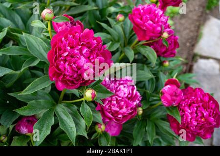 Fiore di peonia rosso su uno sfondo di foglie verdi nel giardino Foto Stock