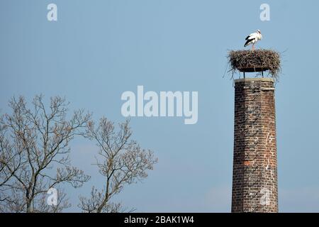 Jicin, Repubblica Ceca. 28 Marzo 2020. Cicogne bianche che nidificano su un camino a Jicin nella regione di Hradec Kralove nella Repubblica Ceca. Ein Storchenpaar auf dem stillgelegten Schornstein im Jicin in der Tscechien. Credit: Slavek Ruta/ZUMA Wire/Alamy Live News Foto Stock