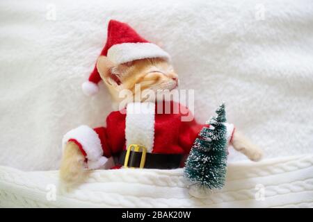 Gatto del bambino in costume di Natale e cappello di Santa. Gattino neonato che dorme sotto la coperta di lana. Accogliente giornata invernale di Natale con animali domestici a casa. Tempo NAP. Pre Foto Stock