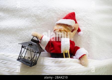 Gatto del bambino in costume di Natale e cappello di Santa. Gattino neonato che dorme sotto la coperta di lana. Accogliente giornata invernale di Natale con animali domestici a casa. Tempo NAP. Pre Foto Stock