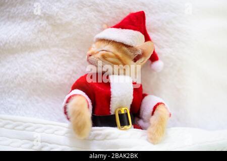 Gatto del bambino in costume di Natale e cappello di Santa. Gattino neonato che dorme sotto la coperta di lana. Accogliente giornata invernale di Natale con animali domestici a casa. Tempo NAP. Pre Foto Stock
