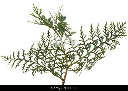 Ramo verde arborvitae isolato sullo sfondo bianco, ramo di thuja, isolato su sfondo bianco Foto Stock