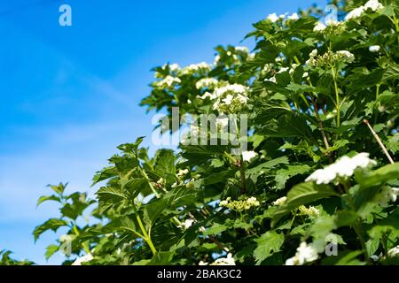 Giardino cespugli di viburnum con fiori bianchi su uno sfondo di cielo blu, vista estiva. Foto Stock