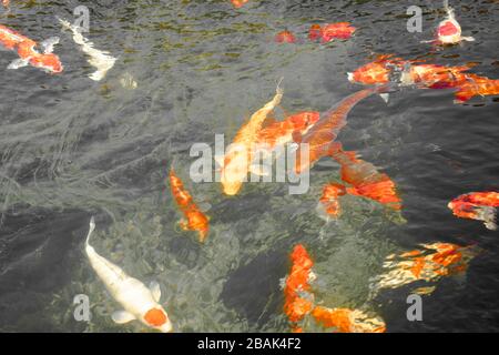 KOI Carp o nishikigoi. Varietà colorate di carpa amur (Cyprinus rubrofuscus, Cyprinus carpio) Foto Stock