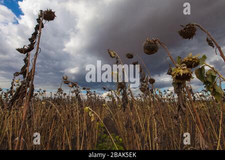 Campo di girasoli morenti sotto le nuvole di tempesta nel Malawi meridionale. Foto Stock