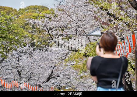 Tokyo, Giappone. 28 Marzo 2020. Una donna scatta foto alla via dei ciliegi del parco Ueno di Tokyo, chiusa per vietare le feste di osservazione dei ciliegi a Tokyo, Giappone, sabato 28 marzo 2020. Il governatore di Tokyo Yuriko Koike ha chiesto ai residenti di rimanere a casa per aiutare a combattere la diffusione del Coronavirus, COVID-19. Foto di Keizo Mori/UPI Credit: UPI/Alamy Live News Foto Stock