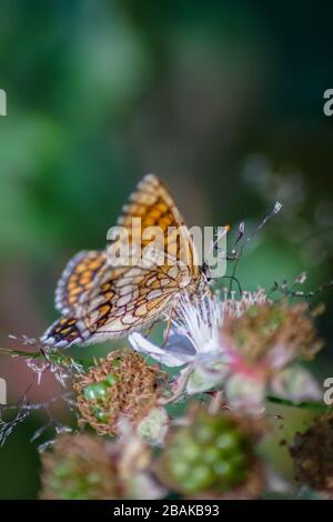 Primo piano di una farfalla fritillaria di brughiera arancione (Melitaea athalia) Foto Stock