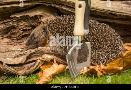 Hedgehog, (nome scientifico: Erinaceus Europaeus), selvaggio, nativo, europeo hedgehog che emerge dal letargo nella primavera iniziale di fronte a sinistra e foraging Foto Stock