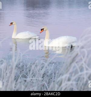 Un paio di bellissimi cigni silenziosi nuotano su un lago in un parco frosty a Londra Ovest Foto Stock