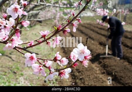 Linyi, provincia cinese di Shandong. 28 Marzo 2020. Un contadino lavora nel campo delle pesche al Villaggio di Shili nella Contea di Tancheng di Linyi, nella Provincia di Shandong della Cina orientale, il 28 marzo 2020. Credit: Zhang Chununi/Xinhua/Alamy Live News Foto Stock