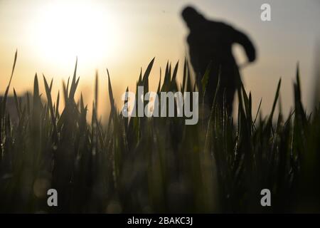 Linyi, provincia cinese di Shandong. 28 Marzo 2020. Un agricoltore irriga il campo di grano nel villaggio di Jiazhaiqian a Liaocheng, nella provincia di Shandong della Cina orientale, il 28 marzo 2020. Credit: Zhao Yuguo/Xinhua/Alamy Live News Foto Stock