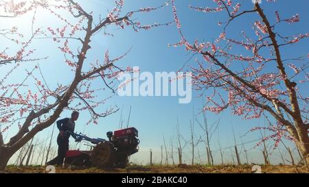 Linyi, provincia cinese di Shandong. 28 Marzo 2020. Un agricoltore lavora nel campo delle pesche al villaggio di Jiazhaiqian a Liaocheng, nella provincia di Shandong della Cina orientale, il 28 marzo 2020. Credit: Zhao Yuguo/Xinhua/Alamy Live News Foto Stock