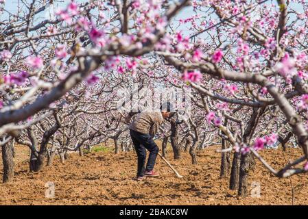 Linyi, provincia cinese di Shandong. 28 Marzo 2020. Un contadino lavora nel campo delle pesche al villaggio di Fujia nella contea di Qingzhou di Weifang, nella provincia di Shandong della Cina orientale, il 28 marzo 2020. Credit: Wang Jilin/Xinhua/Alamy Live News Foto Stock