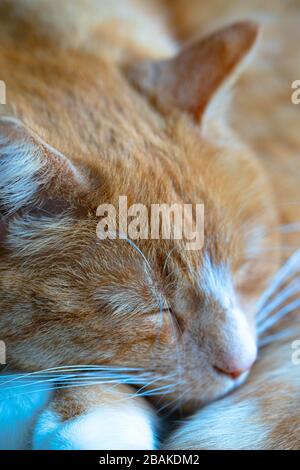 Grande zenzero maschio tabby gatto sonno, rilassato, tranquillo e sognando da vicino mostrando zampe whiskers occhi e naso Foto Stock