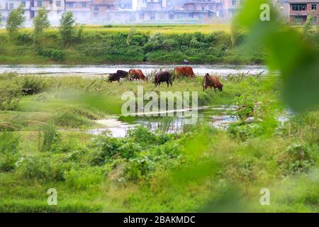 Cattles e cavalli che pascolano nel prato Foto Stock