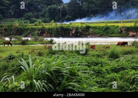 Cattles e cavalli che pascolano nel prato Foto Stock