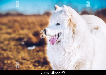 Il cucciolo bianco del cane Samoyed è in piedi fuori Foto Stock