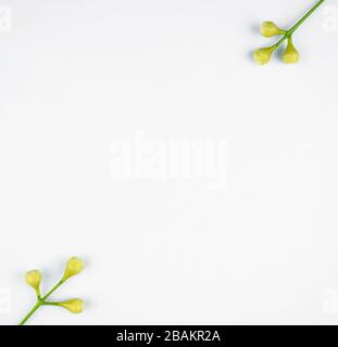 Due piccole gemme di fiori bianchi con tre boccioli bianchi ciascuno su uno sfondo bianco isolato Foto Stock