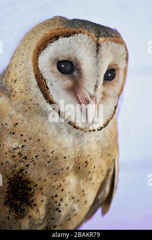 Una Pittura digitale di un carino Barn Owl Tyto Alba (Scopoli) guardando a destra gli occhi e il becco con sfondo azzurro. Foto Stock