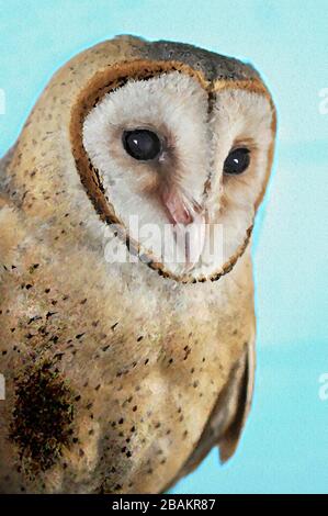 Pittura digitale di un carino Barn Owl Tyto Alba (Scopoli) guardando a destra gli occhi e il becco con sfondo verdastro chiaro. Foto Stock