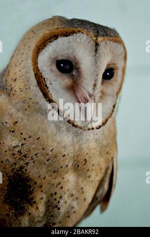 Una Pittura digitale di un carino Barn Owl Tyto Alba (Scopoli) guardando a destra gli occhi e il becco con sfondo verde chiaro. Foto Stock