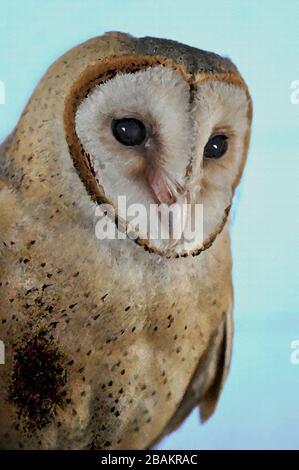 Una Pittura digitale di un carino Barn Owl Tyto Alba (Scopoli) guardando a destra gli occhi e il becco con sfondo verde chiaro. Foto Stock