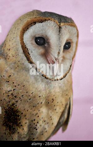 Una Pittura digitale di un carino Barn Owl Tyto Alba (Scopoli) guardando a destra gli occhi e il becco con sfondo magenta chiaro. Foto Stock