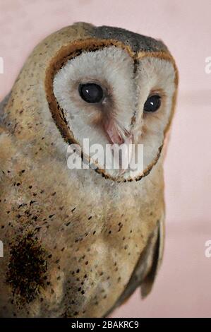 Una Pittura digitale di un carino Barn Owl Tyto Alba (Scopoli) guardando a destra gli occhi e il becco con sfondo marrone chiaro. Foto Stock