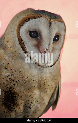 Una Pittura digitale di un carino Barn Owl Tyto Alba (Scopoli) guardando a destra gli occhi e il becco con sfondo arancione chiaro. Foto Stock