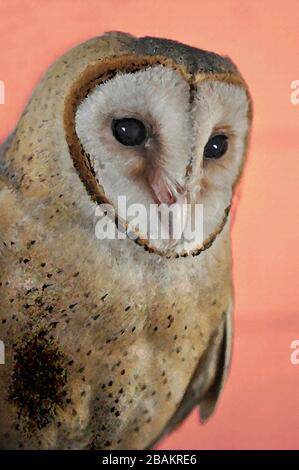 Una Pittura digitale di un carino Barn Owl Tyto Alba (Scopoli) guardando a destra mostrando gli occhi e il becco con sfondo organastro. Foto Stock