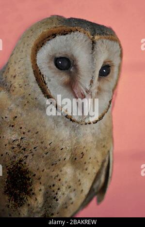Una Pittura digitale di un carino Barn Owl Tyto Alba (Scopoli) guardando a destra mostrando gli occhi e il becco con sfondo orangish. Foto Stock