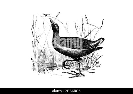 MOORHEN COMUNE (Gallinula chloropus) - Illustrazione incisa d'epoca 1889 Foto Stock